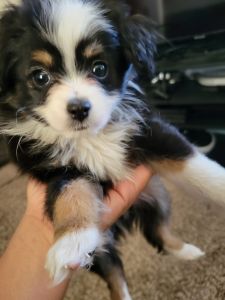 Toy Aussie pup (male)