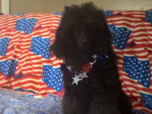 AKC Toy Poodle, Black Male