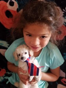Toy Poodle Puppies - Call ***