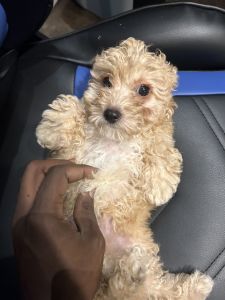 Toy poodle