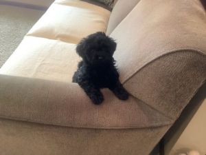 Toy poodle