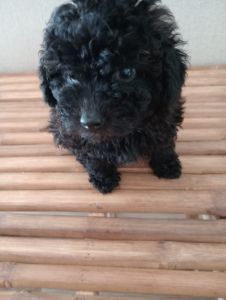 Toy Poodle Male