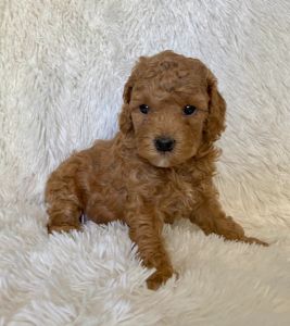 Red Toy Poodle Puppies