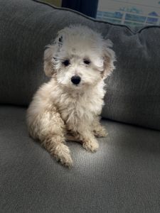 Purebred Toy Poodle