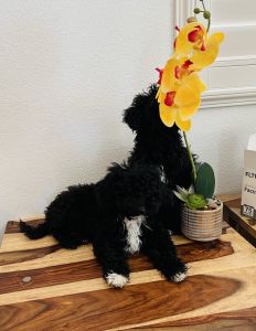 Toy poodle puppies available