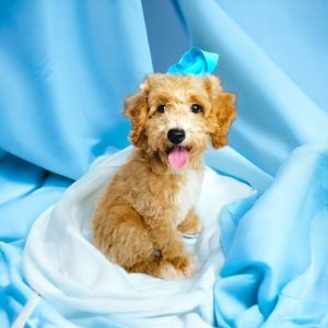 Adorable toy poodle puppy ***
