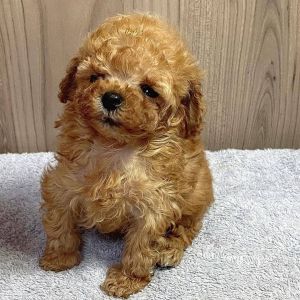 Teacup Poodle puppies
