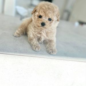 Teacup Poodle puppies