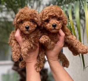 Adorable toy poodle puppies
