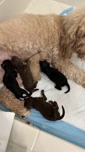 Adorables Puppy’s in Boca Raton