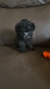 Male toy poodle
