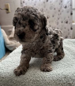 Toy poodle ACÁ registered