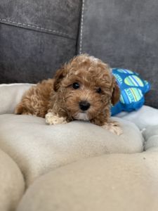 Male Toy Poodle