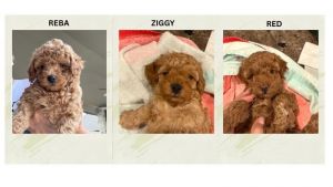 *** Toy Poodle Puppies