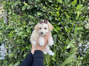 Maltipoo Puppies