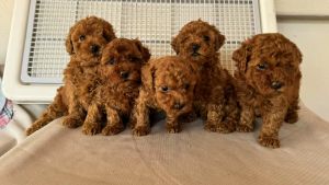 Red toy poodle