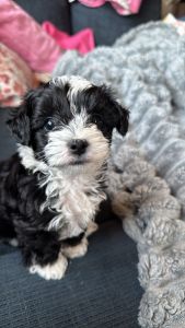 Yorkipoo puppy