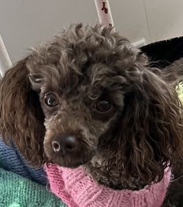 Adult Female Toy Poodle
