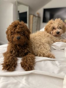 2 toy poodles
