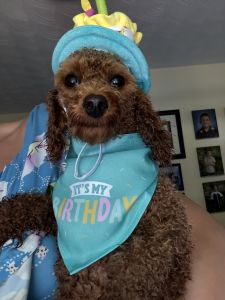 Toy Poodle