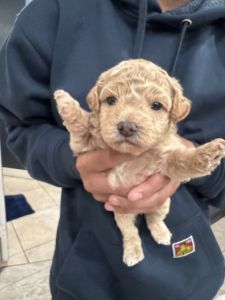 Doodle puppy looking for forever home
