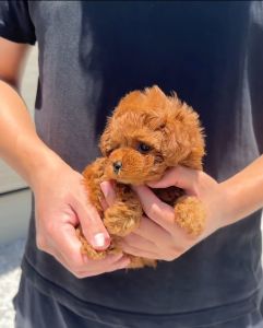 Handsome Toy Poodle Puppy – Max (11 Weeks Old)