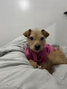 Diór needs a new home!☹️