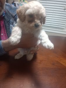 Cream male toy poodle