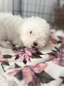 Toy poodle puppy male