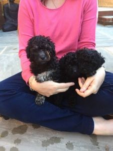 Beautiful Litter Of Toy Poodle Pups for sale