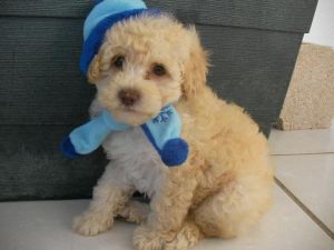 Brown puppy toy poodle