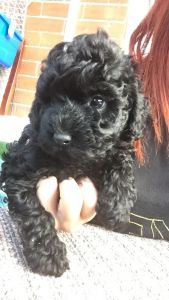 Toy Poodle Girls Kc. Reg. TEXT , ***