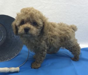 PAWSITIVELY CUTE PUPPIES