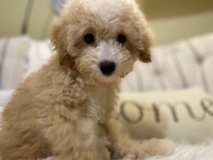 Toy poodles for sale