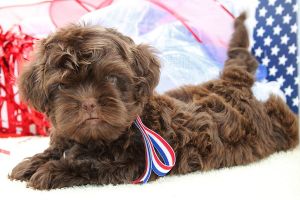 Russian Bolonka Puppies