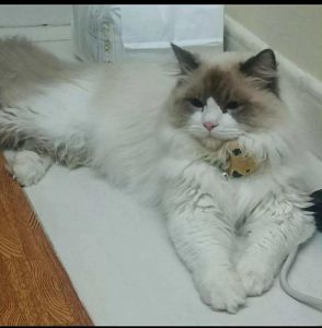 Turkish Angora X Persian