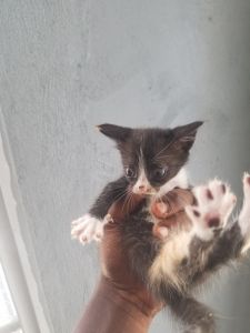 0-3 Months Turkish Angora Full Breed