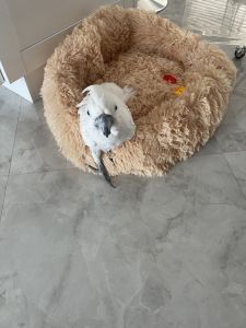 Make umbrella cockatoo