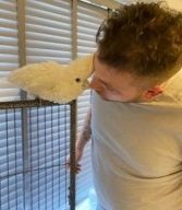 Breasted Umbrella Cockatoo parrots