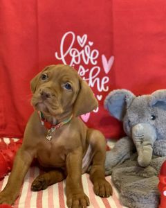 Vizsla Puppy