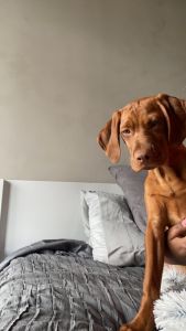 Rehoming a Beautiful Vizsla puppy