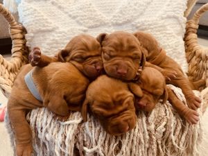 Vizsla puppies