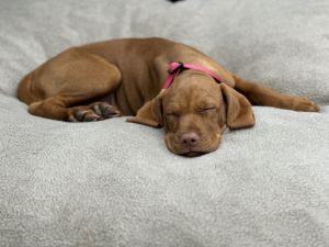Vizsla puppies