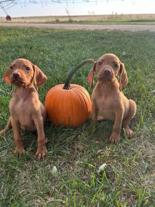 Vizsla puppies