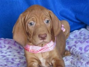 Outstanding Vizsla puppies For New Homes