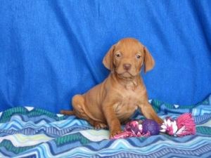 Outstanding Vizsla puppies For New Homes