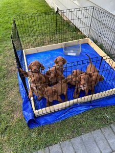 Purebred vizsla,s
