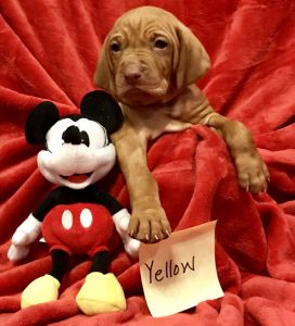Vizsla Puppies