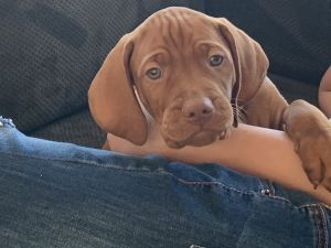 Two 9.5 week old Vizsla Puppies