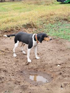 Walker coon Hound